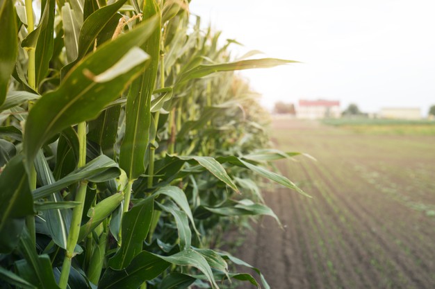 corn-field