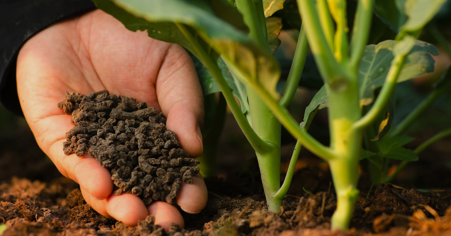 Ventajas del uso de fertilizantes orgánicos